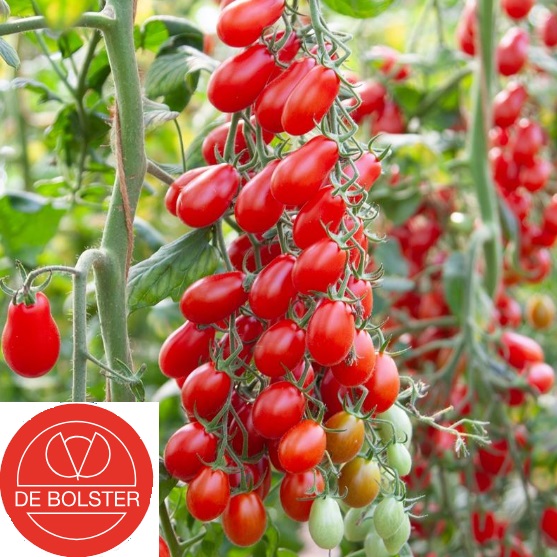 Bio-Saatgut Snacktomate 'Phiabella F1' - Samen Kostenfreie Lieferung Ab 40  euro Bestellwert