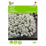 Blumensamen des Alyssum Schneeteppich