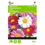 Margueriten Astern blumensamen