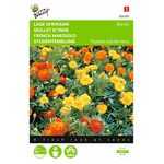Studentenblume Bonita