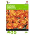Studentenblume Blumensamen Carmen
