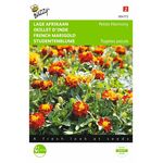 Studentenblume Samen Petite