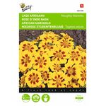 Studentenblume Blumensamen
