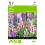 Lupin Blumensaatgutmischung