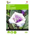Engeltrompete blumensamen