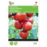 Strauchtomate Samen Serrat F1 hybride