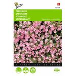 Seifenkraut blumensamen