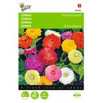 Zinnie Dahlia Blume Blumensamen Mischung