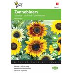 Sonnenblume Gemischt