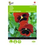 stiefmütterchen blumensamen