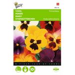 Stiefmütterchen blumensaatgut