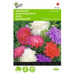 Sommer asterblumensaatgut mischung