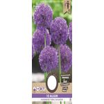 Allium Bloembollen Paars Sensation