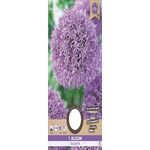 Allium Purple XXL