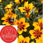 Biologische Afrikaantje Kleinbloemig