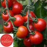 Bio-Saatgut Kirschtomaten  'Zuckertraube'