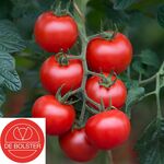 Bio-Saatgut Tomate 'Bolstar Gimli F1'