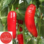 Bio-Saatgut Süße Paprika Xaro