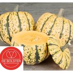 Delicata Pompoen Sugar Babe F1