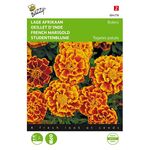 Studentenblume,Bolero