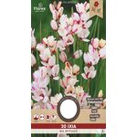 Ixia wit rood Spotlight