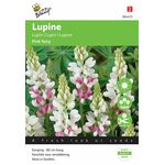 Lupine Samen Pink Fairy