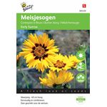 Mädchenauge blumensamen