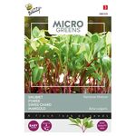 Microgreens Mangold Regenbogen Mischung
