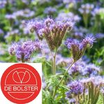 Biologische Phacelia Groenbemester