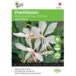 Prachtkerze blumensamen Sparkle White