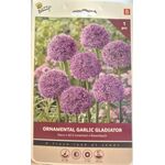 Allium Purple XXL