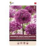 Allium Violette Sensation