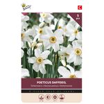 Dichters Narcissen bollen 5st