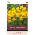 Blumenzwiebeln der Narzisse 'Jetfire'