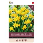 Narcissen bloembollen Geel Tete a Tete