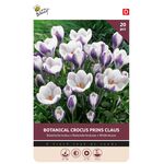 Krokus bloembollen Prins Claus 20st