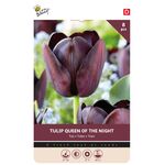 Tulpe Cottage Queen Of Night