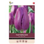 Tulpenzwiebeln 'Purple Rain'