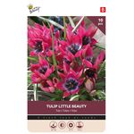 Tulpenzwiebeln 'Little Beauty' 6/7 10st.