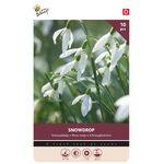 Schneeglöckchen-Blumenzwiebeln