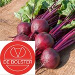 Biologische Bieten Zaden 'Boro F1'