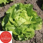 Bio Kopfsalat-Samen 'Suzan'