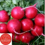 Bio-Radieschensamen 'Cherry Belle'