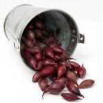 Plantuien Bio Red Baron 250gr