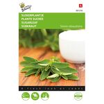 Stevia Rebaundiana / Süßkraut