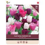 Tulpenzwiebeln 'Royal Symphony' 20st