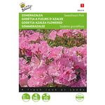 Sommerazalee Samen 'Sweet Heart Pink'