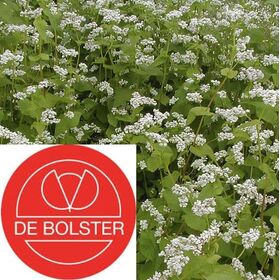 Biologische Boekweit - Groenbemester