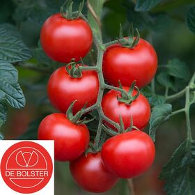 Bio-Saatgut Tomate 'Bolstar Gimli F1'