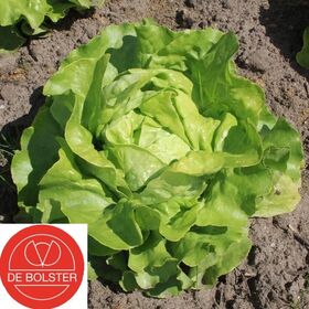 Bio Kopfsalat-Samen 'Suzan'